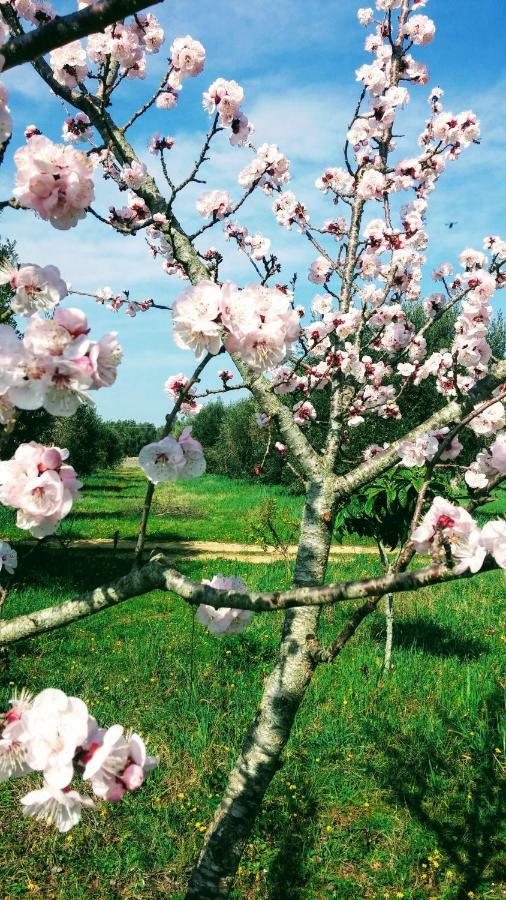 Masseria Cataldo Corigliano d'Otranto Ngoại thất bức ảnh